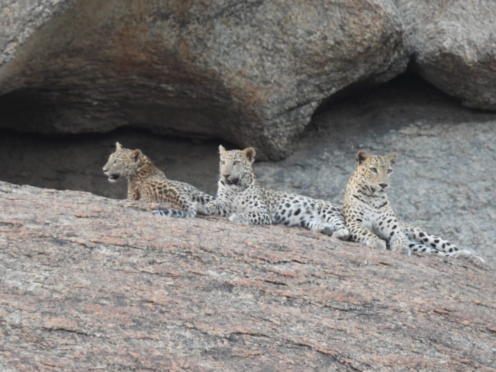 jawai safari