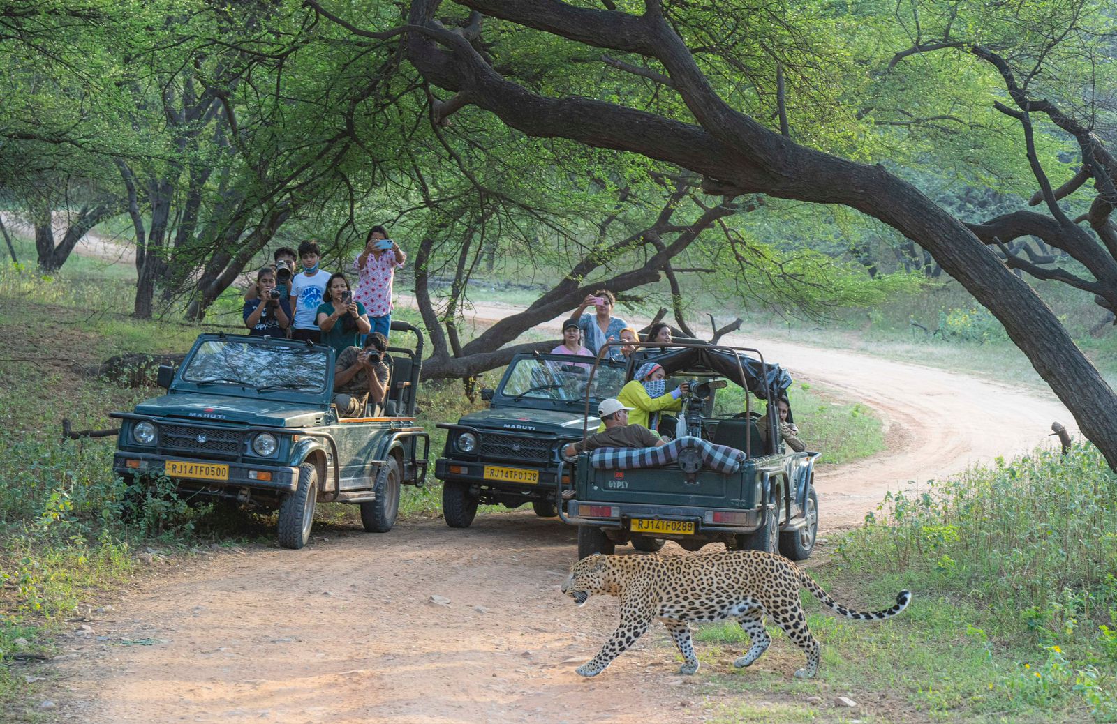 jawai leopard safari