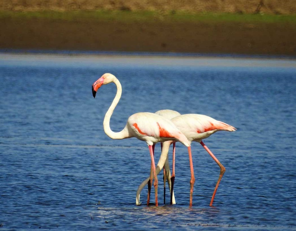 jawai bird safari