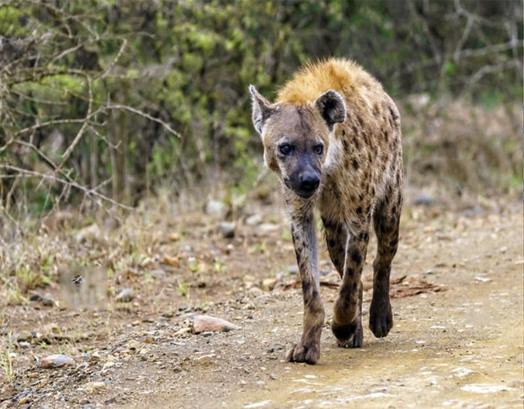 jawai luxury safari with stay booking